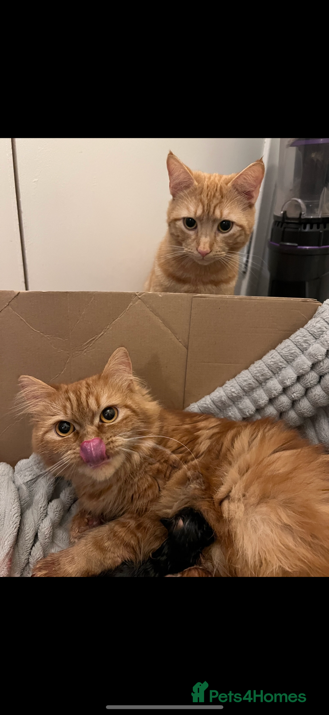 Persian cats for sale: Ginger boys 💚 - Image 11