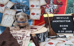 Miniature Dachshund dogs for sale: KC Reg short haired miniature dachshunds - Image 10