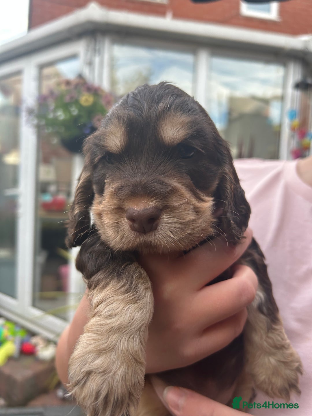 Cocker Spaniel dogs for sale: Cocker spaniel puppies - Image 3