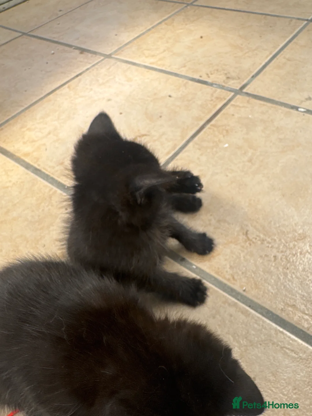 Mixed Breed cats for sale: 4 Lovely Kittens in Manchester - Advert 2