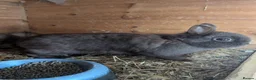 Netherland Dwarf rabbits for sale: Netherland dwarfs  - Advert 1