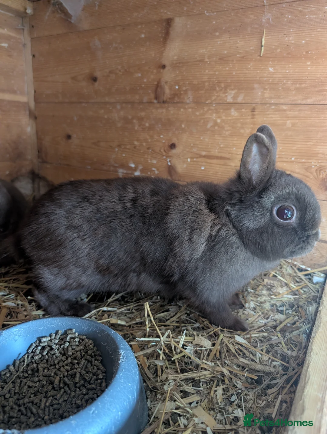 Netherland Dwarf rabbits for sale: Netherland dwarfs  - Advert 1