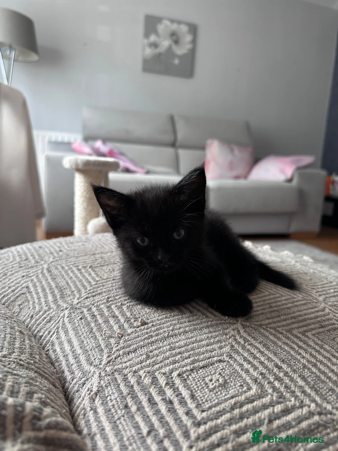 Mixed Breed cats for sale: Home-Raised Kittens  in Carrickfergus - Advert 4