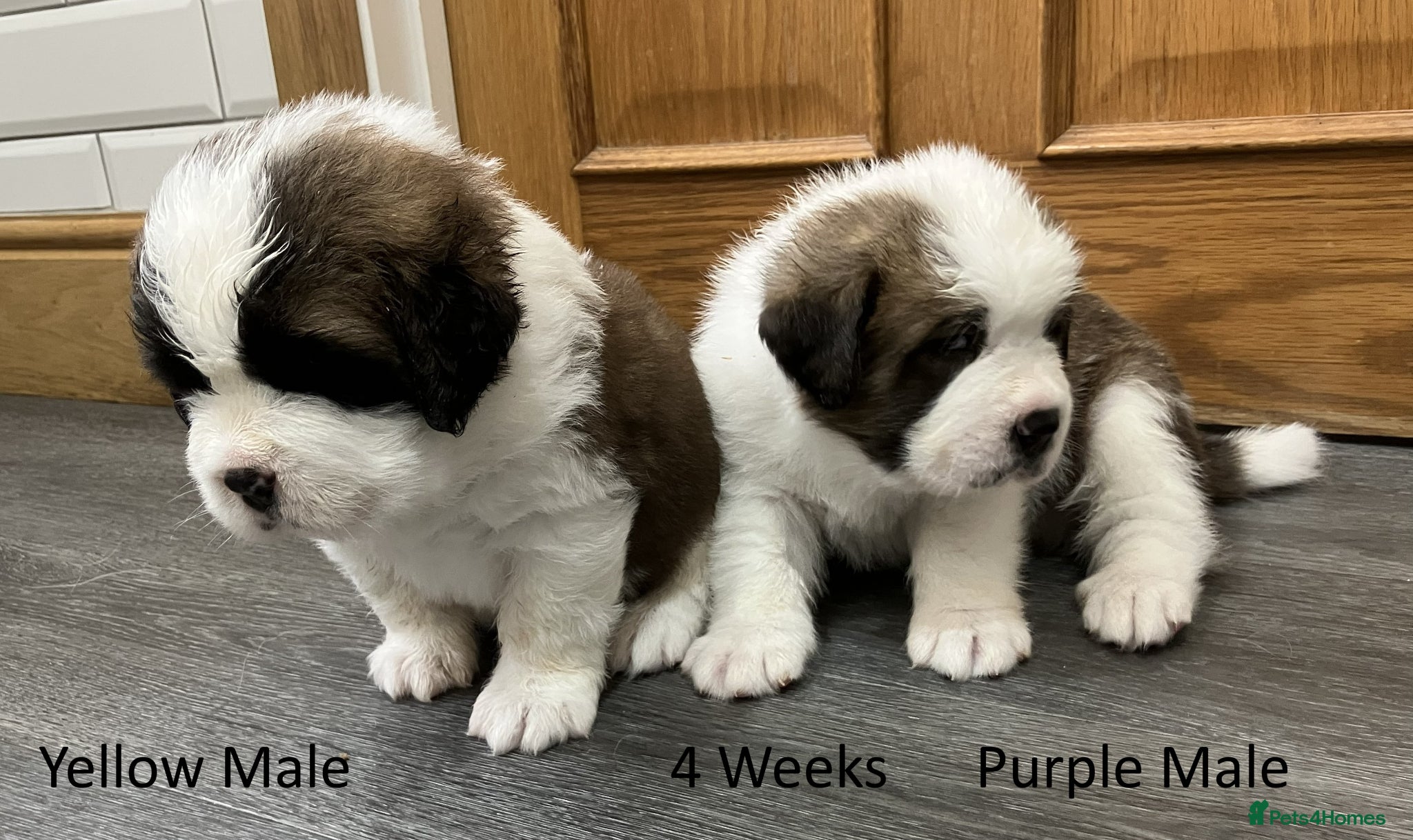 Saint Bernard dogs KC Registered Saint Bernard Pups - Advert 1