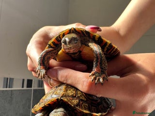 Turtle reptiles - Advert 10