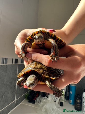 Turtle reptiles - Advert 1