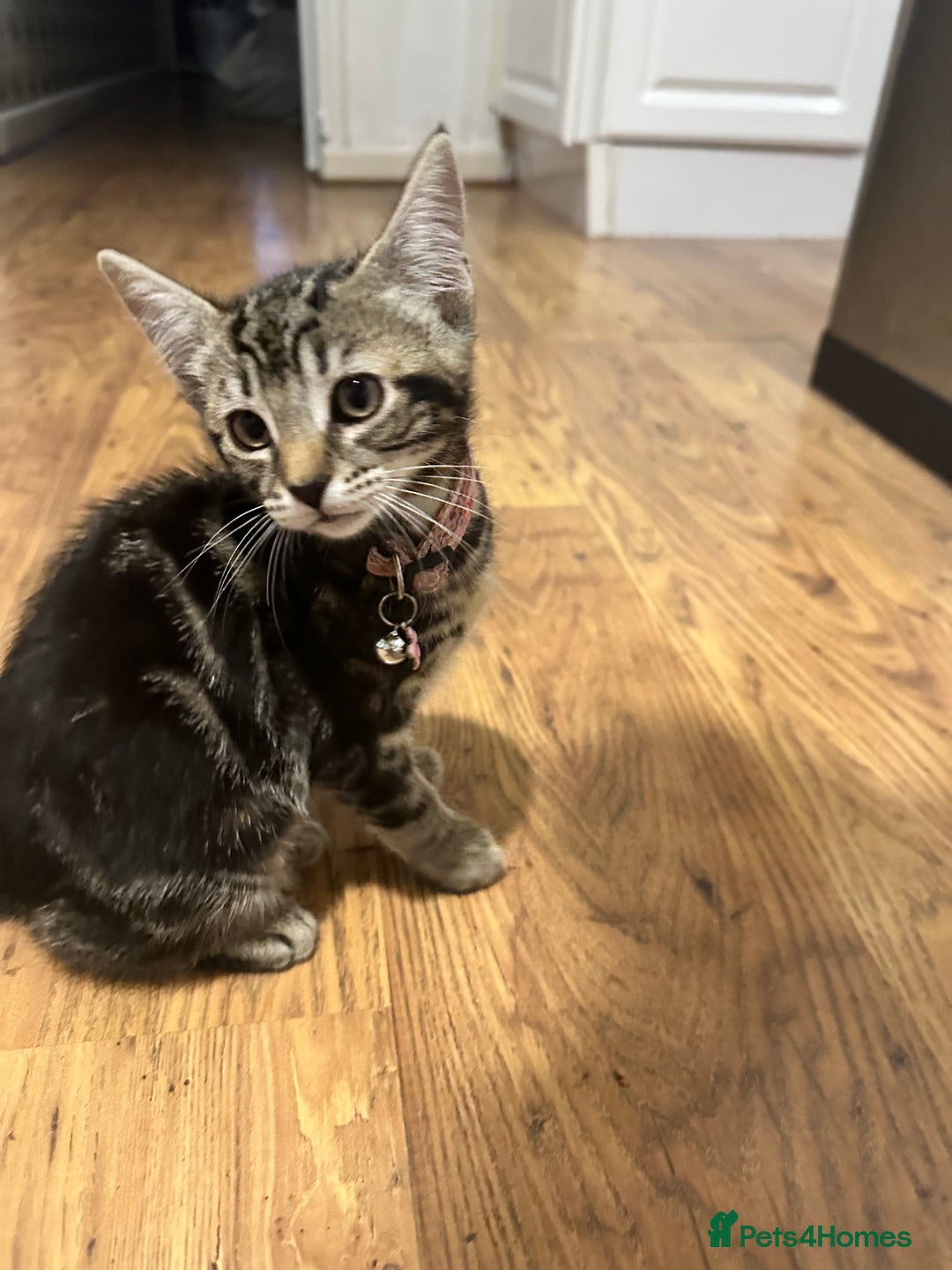 Domestic Shorthair cats for sale: 2 beautiful female kittens  - Image 4