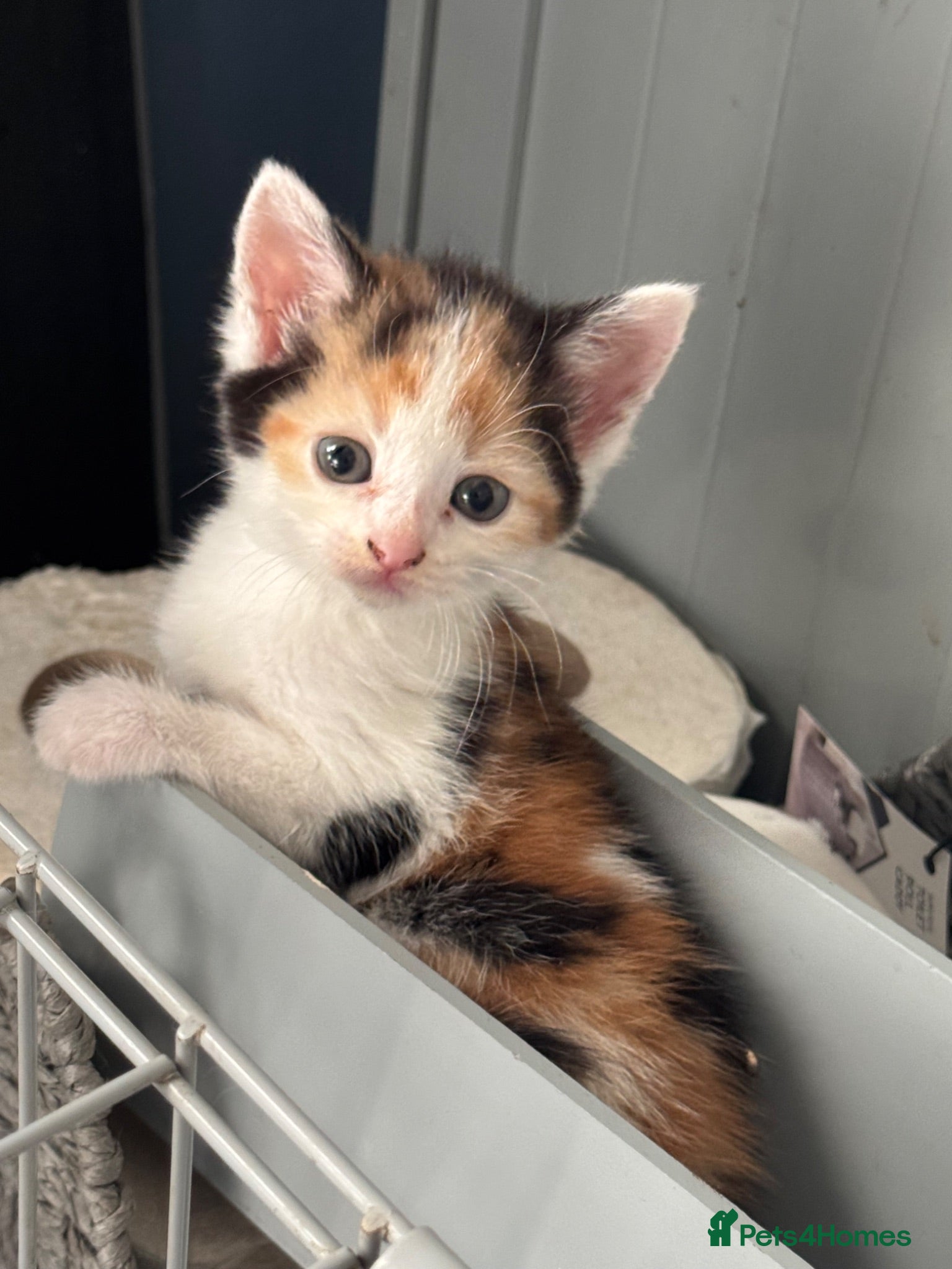 Domestic Shorthair cats Lovely kittens  - Advert 1