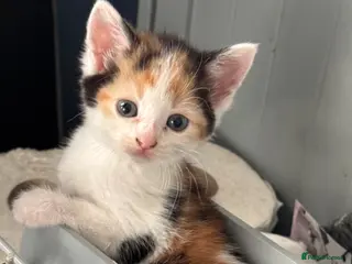 Domestic Shorthair cats Lovely kittens - Advert 1