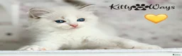 Ragdoll cats for sale: 🐾🩷*TICA REG* EU RAGDOLL KITTENS🌟 DNA CLEAR 🩵🐾 - Advert 26