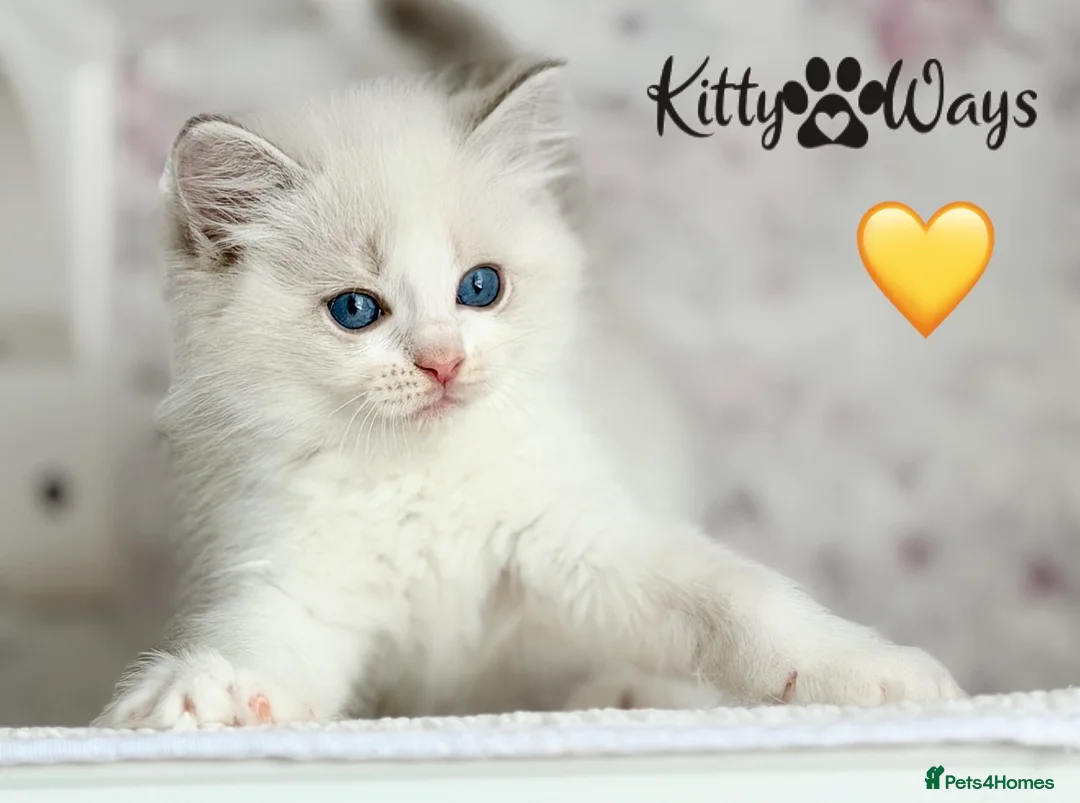 Ragdoll cats for sale: 🐾🩷*TICA REG* EU RAGDOLL KITTENS🌟 DNA CLEAR 🩵🐾 - Advert 26