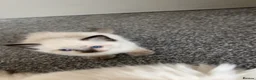 Ragdoll cats for sale: 5 Purebred Ragdoll Kittens in Keith - Advert 24