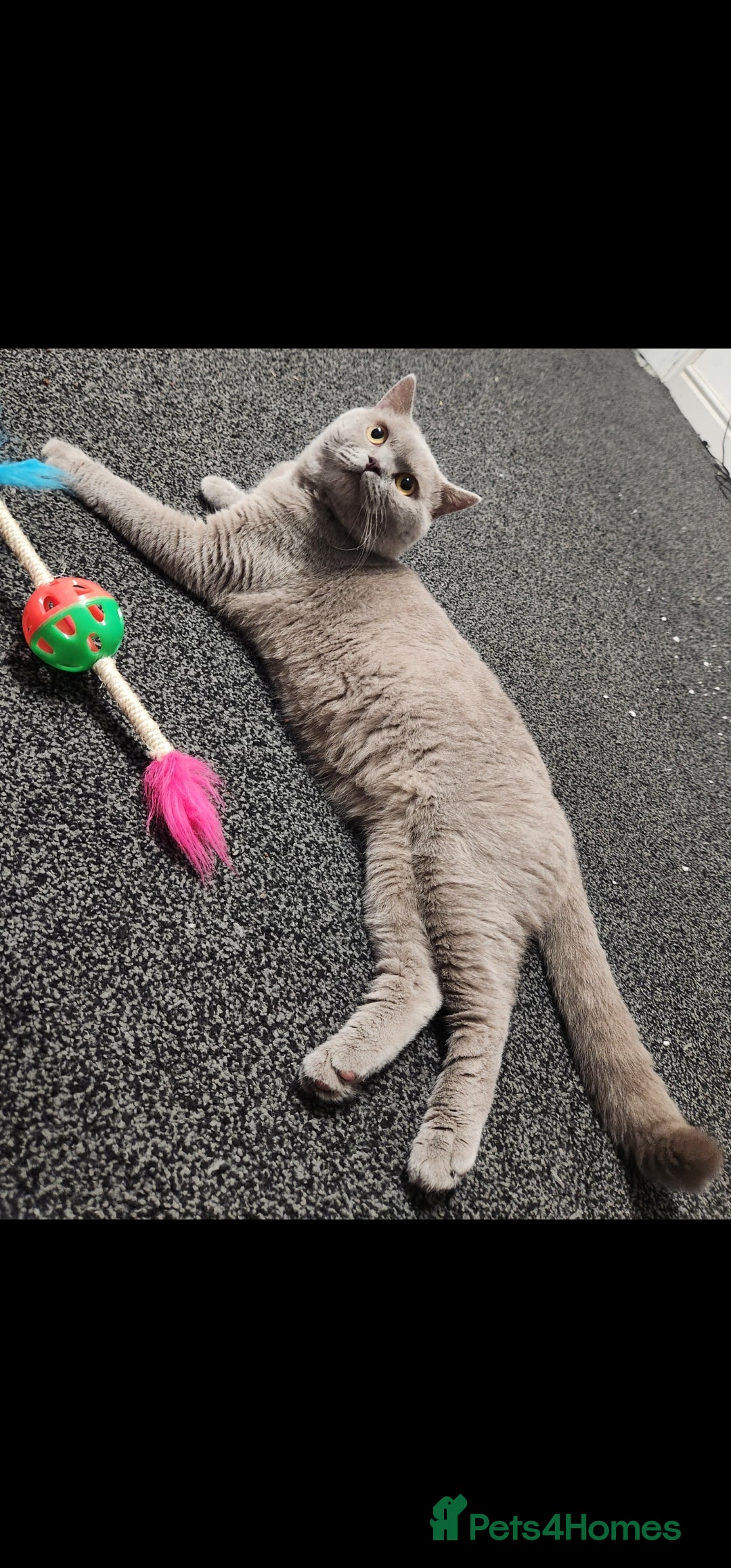 British Shorthair cats for sale: Male Lilac British Shorthair! - Image 5