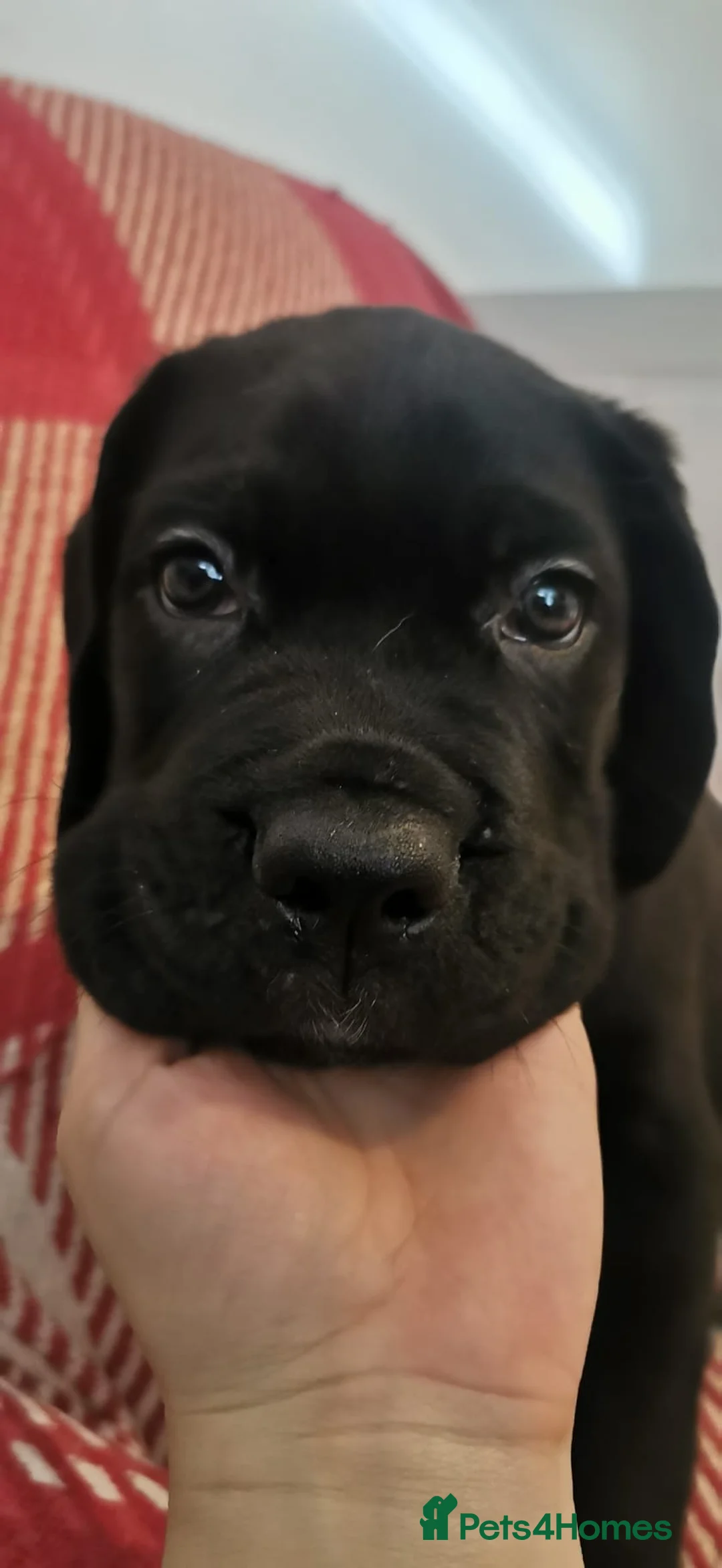 Cane Corso dogs for sale: Cane Corso  - Advert 16