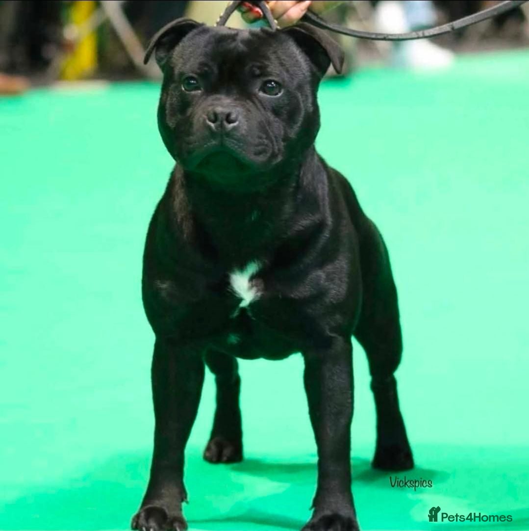 Staffordshire Bull Terrier dogs Valglo Sired, KC Reg, BVA Eyes, HC, L2HGA Clear. - Advert 1