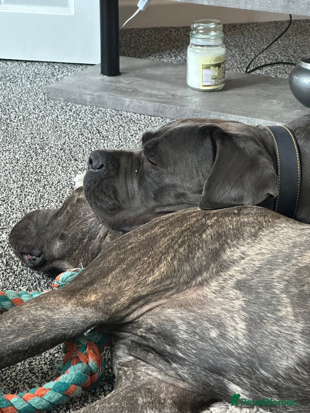 Cane Corso dogs for sale: Prada Female Cane Corso - Image 4
