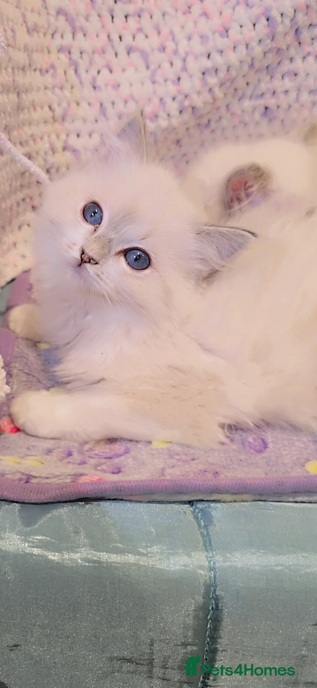 Ragdoll cats for sale: TICA REGISTERED KITTENS/Active - Advert 37