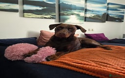 Dobermann dogs for sale: *HEALTH TESTED,HOME REARED,STUNNING DOBERMAN PUPS - Image 40