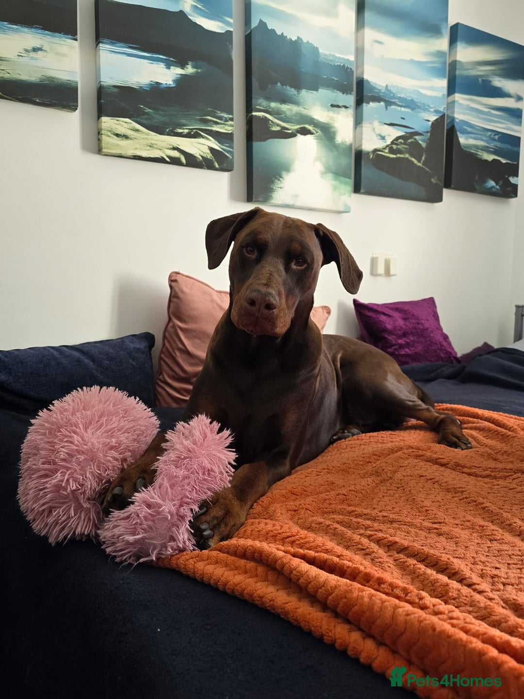 Dobermann dogs for sale: *HEALTH TESTED,HOME REARED,STUNNING DOBERMAN PUPS - Image 40