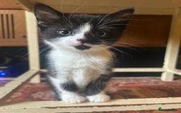 Domestic Shorthair cats for sale: 2 gorgeous female kittens - Image 2