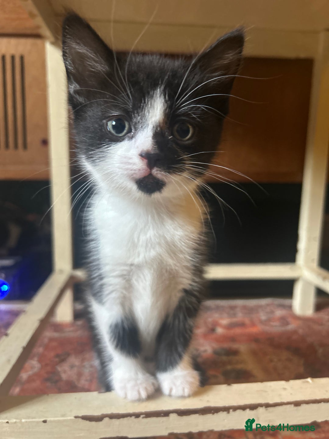 Domestic Shorthair cats for sale: 2 gorgeous female kittens - Image 2