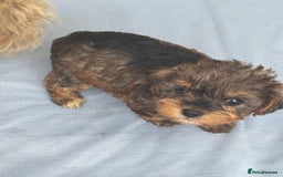 Mixed Breed dogs for sale: Lucus terrier cross toy poodle puppies - Advert 4