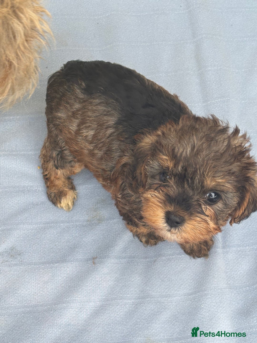 Mixed Breed dogs for sale: Lucus terrier cross toy poodle puppies - Advert 4