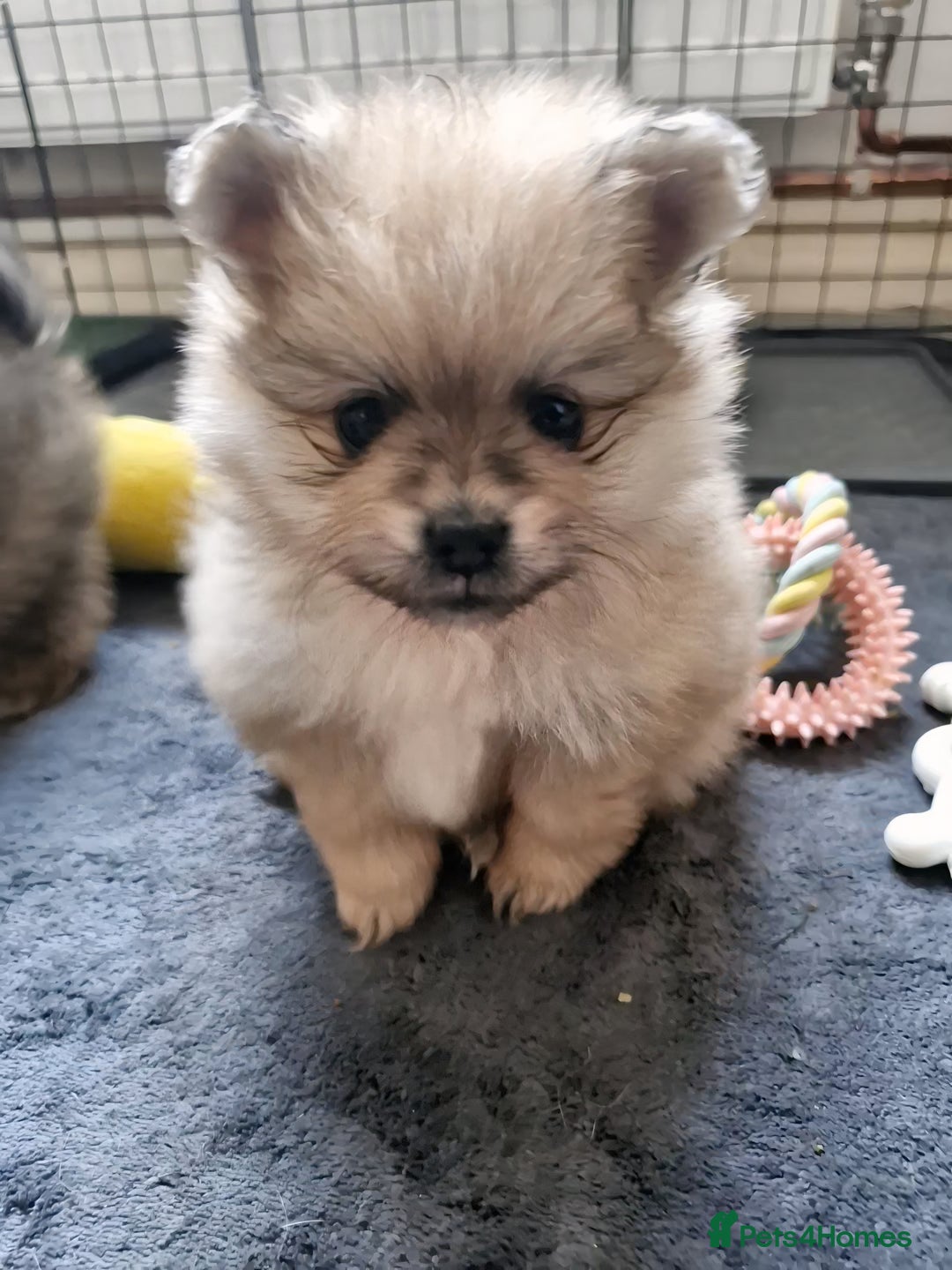 Pomeranian dogs for sale: Stunning sable pomeranians - Advert 5