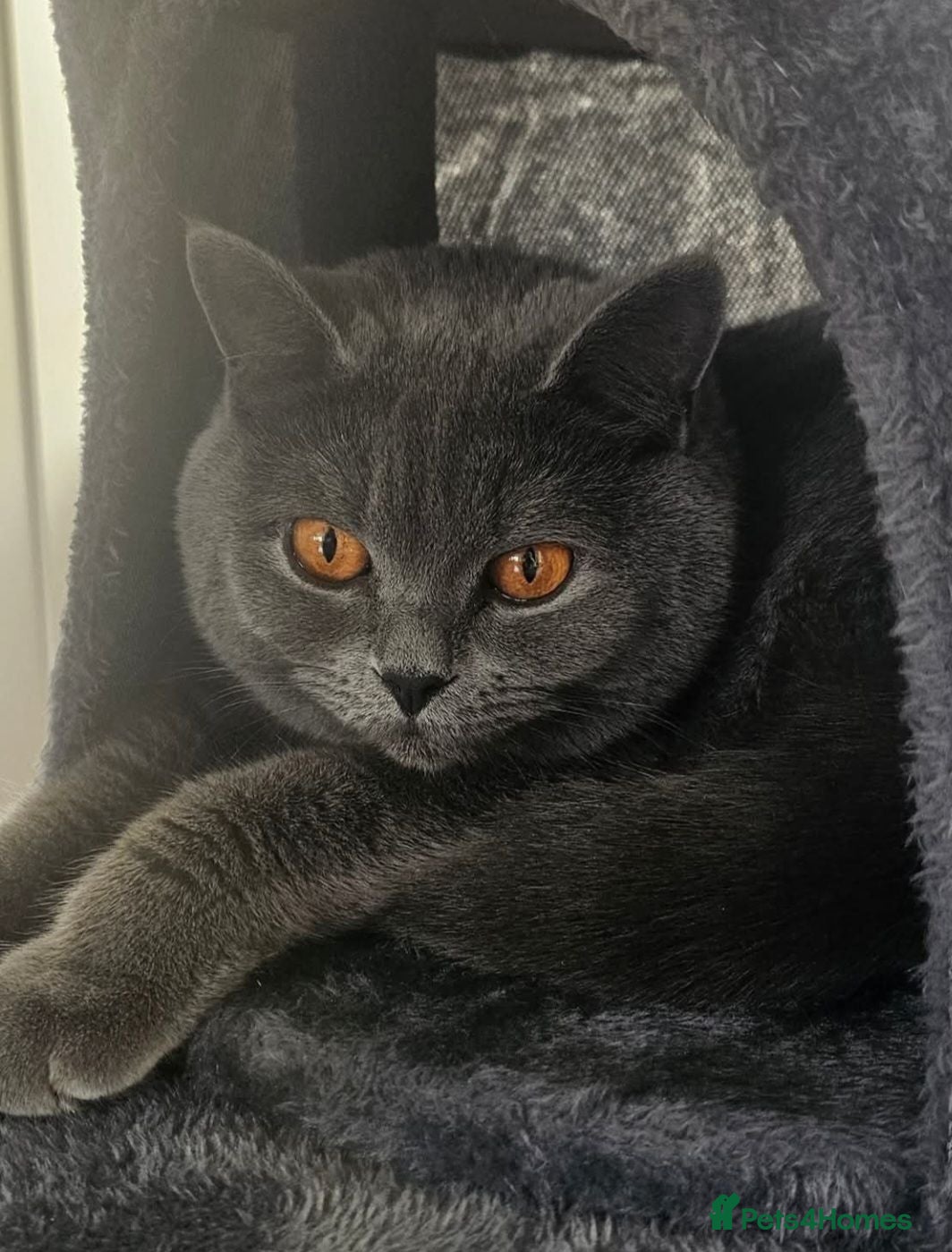Scottish Fold cats 7 Scottish fold 😍beautiful  healthy kittens - Advert 2