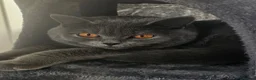 Scottish Fold cats for sale: 7 Scottish fold 😍beautiful  healthy kittens - Advert 1