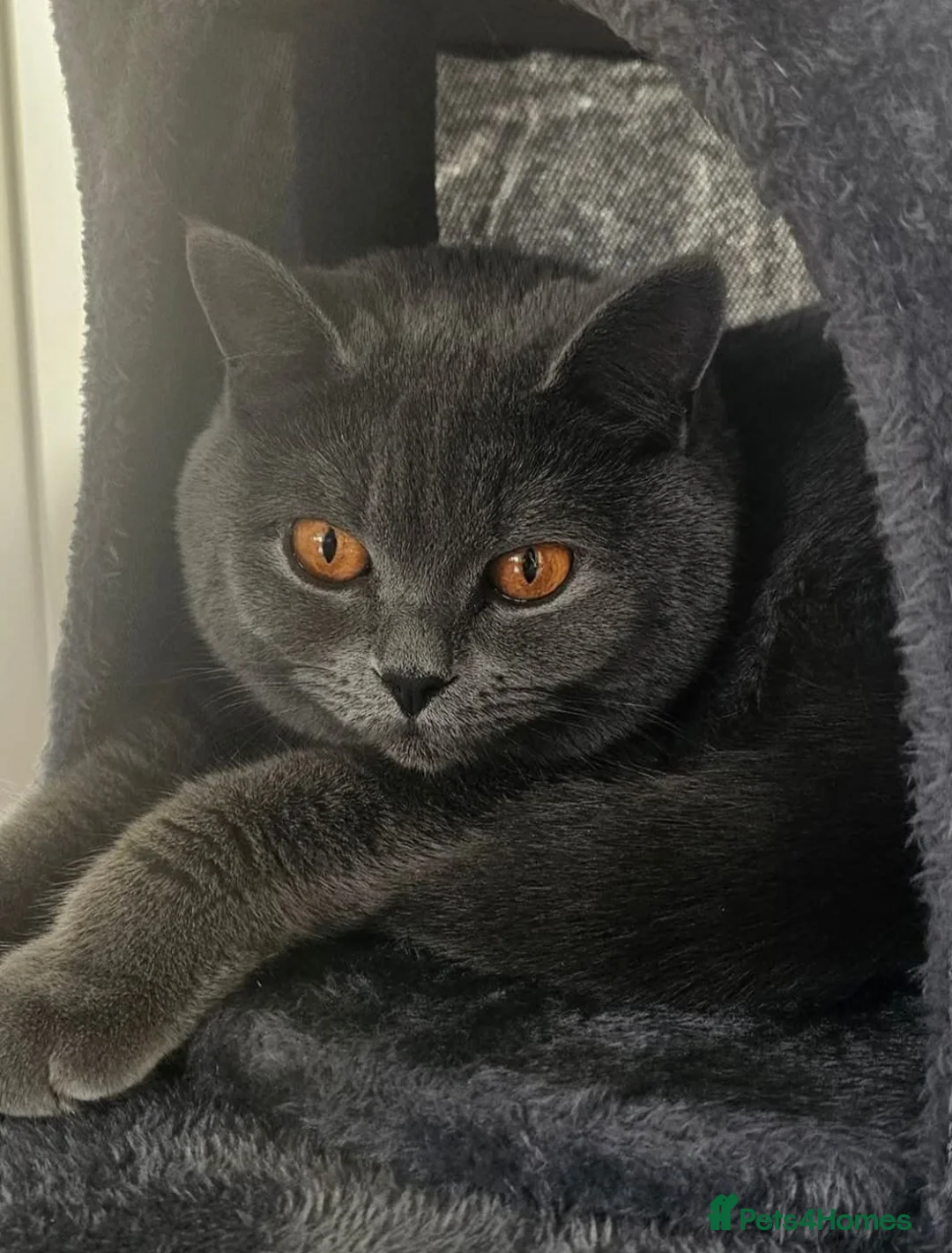 Scottish Fold cats for sale: 7 Scottish fold 😍beautiful  healthy kittens - Advert 1