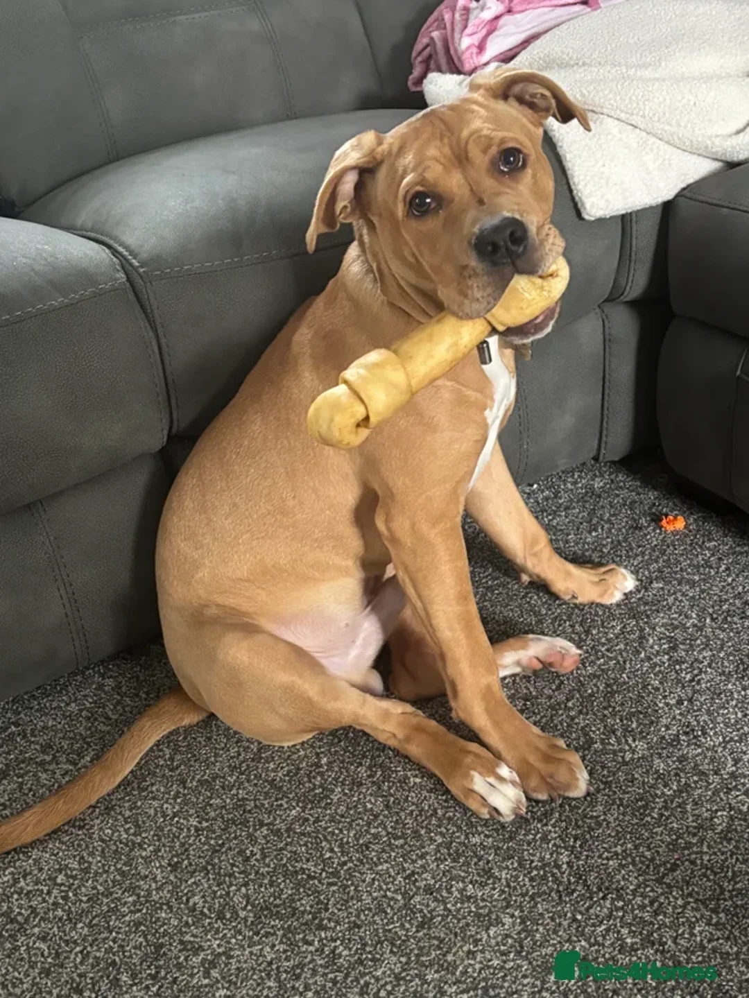Mixed Breed dogs for sale: Bruno 8 month old - Advert 3