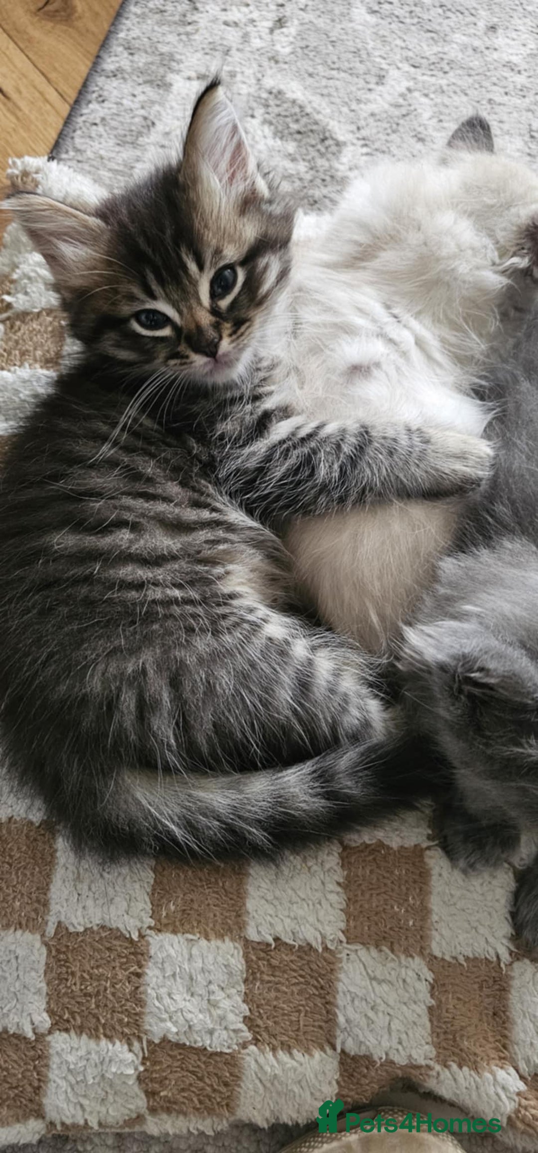Ragcoon cats for sale: Ragcoon Kittens - Image 4