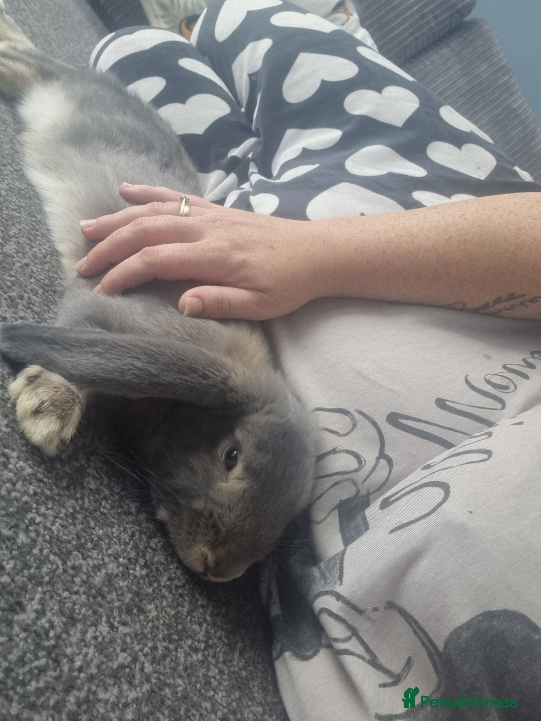 Mixed Breed rabbits for sale: Bluey  - Image 1