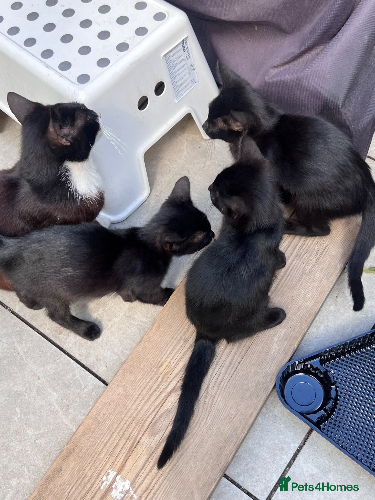 Domestic Shorthair cats 3 black kittens and mother  - Advert 1