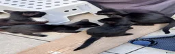 Domestic Shorthair cats for sale: 3 black kittens and mother  in London - Advert 1