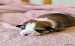 Welsh Corgi Pembroke dogs for sale: Quality Corgi puppies available to loving homes - Image 18
