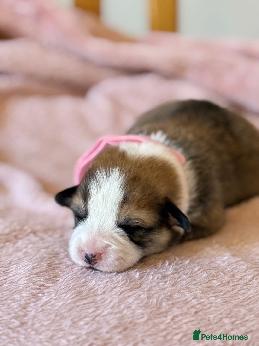 Welsh Corgi Pembroke dogs for sale: Quality Corgi puppies available to loving homes - Image 18