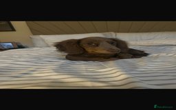 Miniature Dachshund dogs for sale: Miniature Long haired Dachshund Lilac and Tan - Image 1