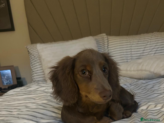 Miniature Dachshund dogs for sale - Advert 1