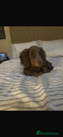 Miniature Dachshund dogs - Advert 1