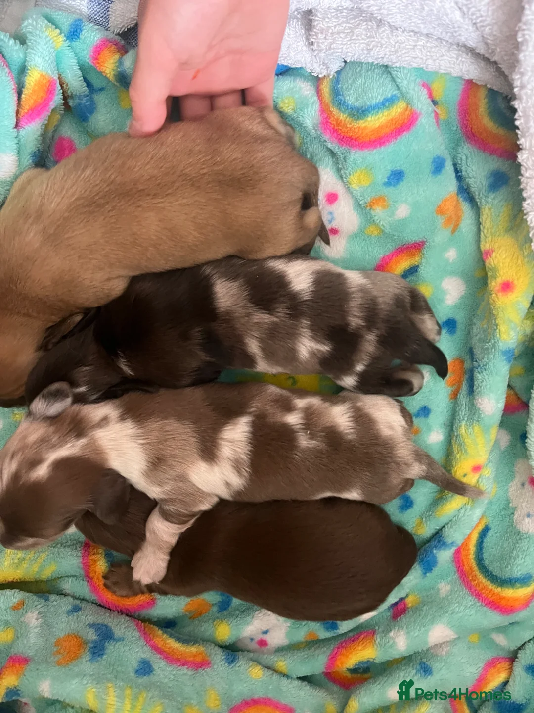 Miniature Dachshund dogs for sale: Miniature Long-Haired Dachshund Puppies - Advert 1
