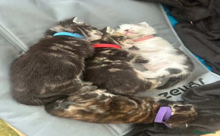 Mixed Breed cats - Advert 2