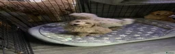 Double Doodle dogs for sale: Labradoodle  - Advert 19