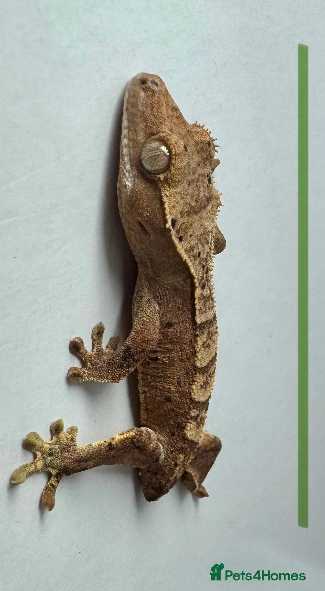 Gecko reptiles for sale: Baby Crested Geckos for Sale – Multiple Morphs  - Advert 2