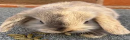 Mini Lop rabbits for sale: STUNNING PURE BREED MINI LOPS AMAZING COLOURS - Advert 13