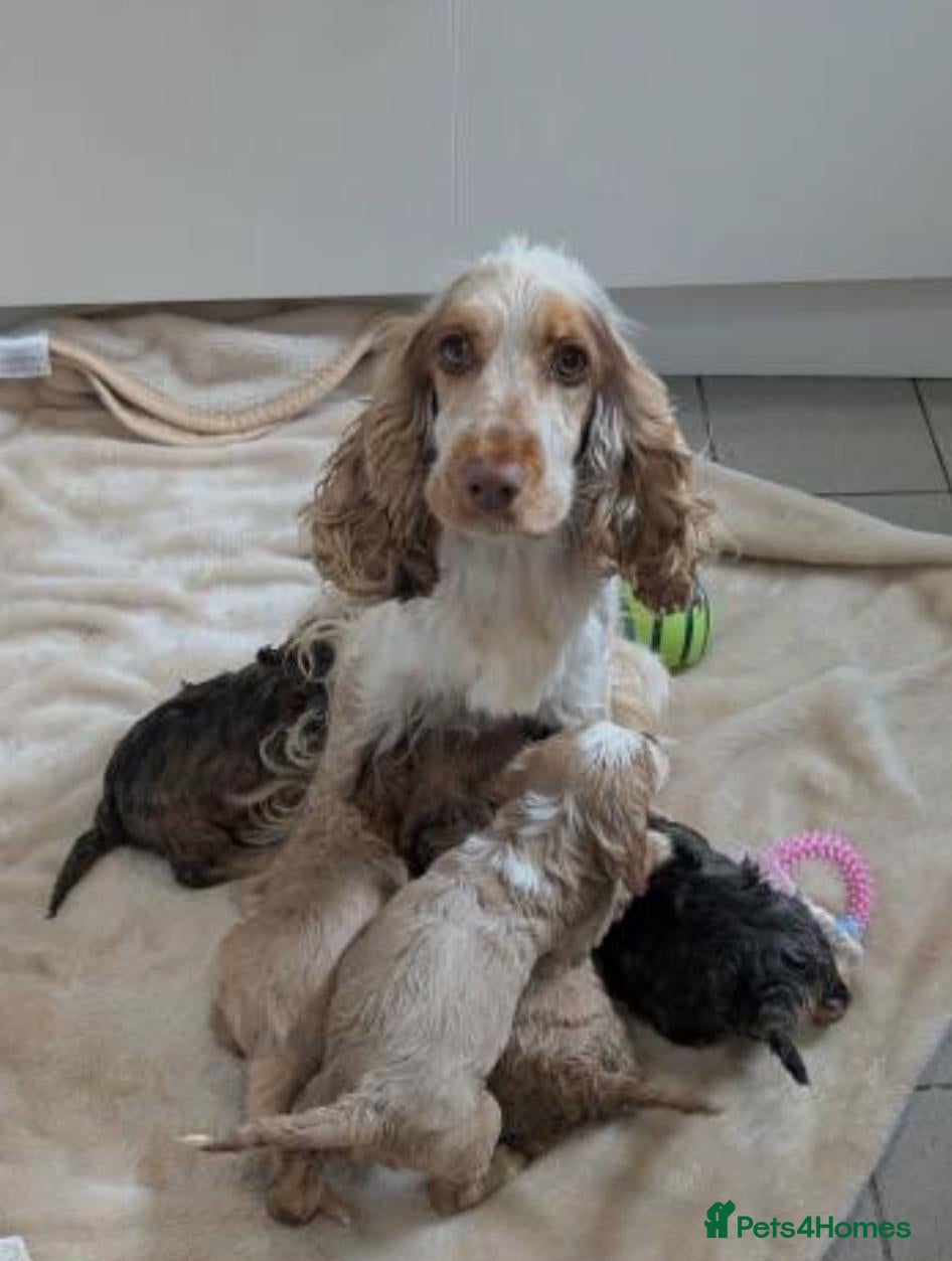 Cockapoo dogs for sale: Cockapoo Puppies - Advert 12