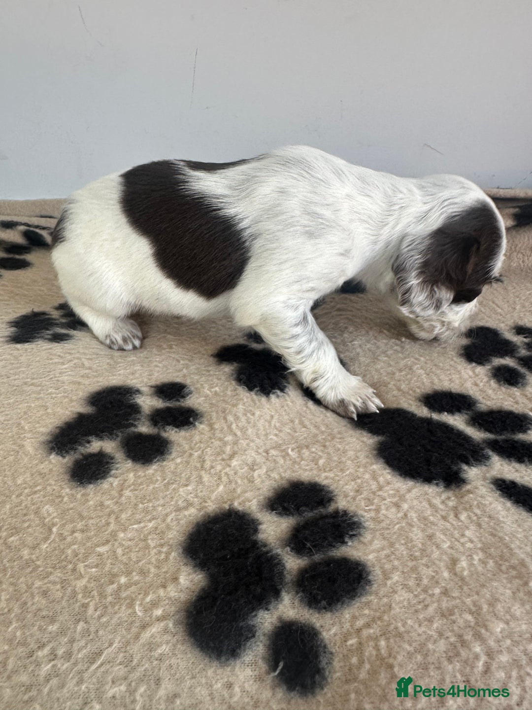 Cocker Spaniel dogs for sale: Working Cocker spaniel puppies  - Image 15