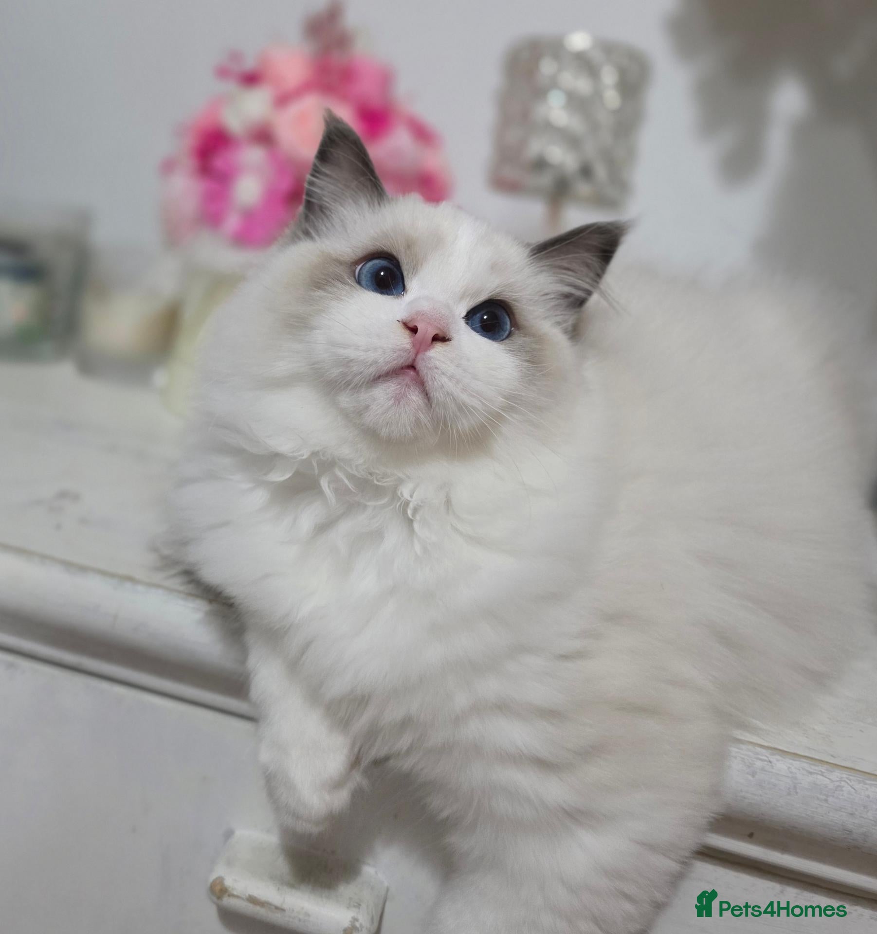 Ragdoll cats Please read✨️Champion European lines. Tica - Advert 1