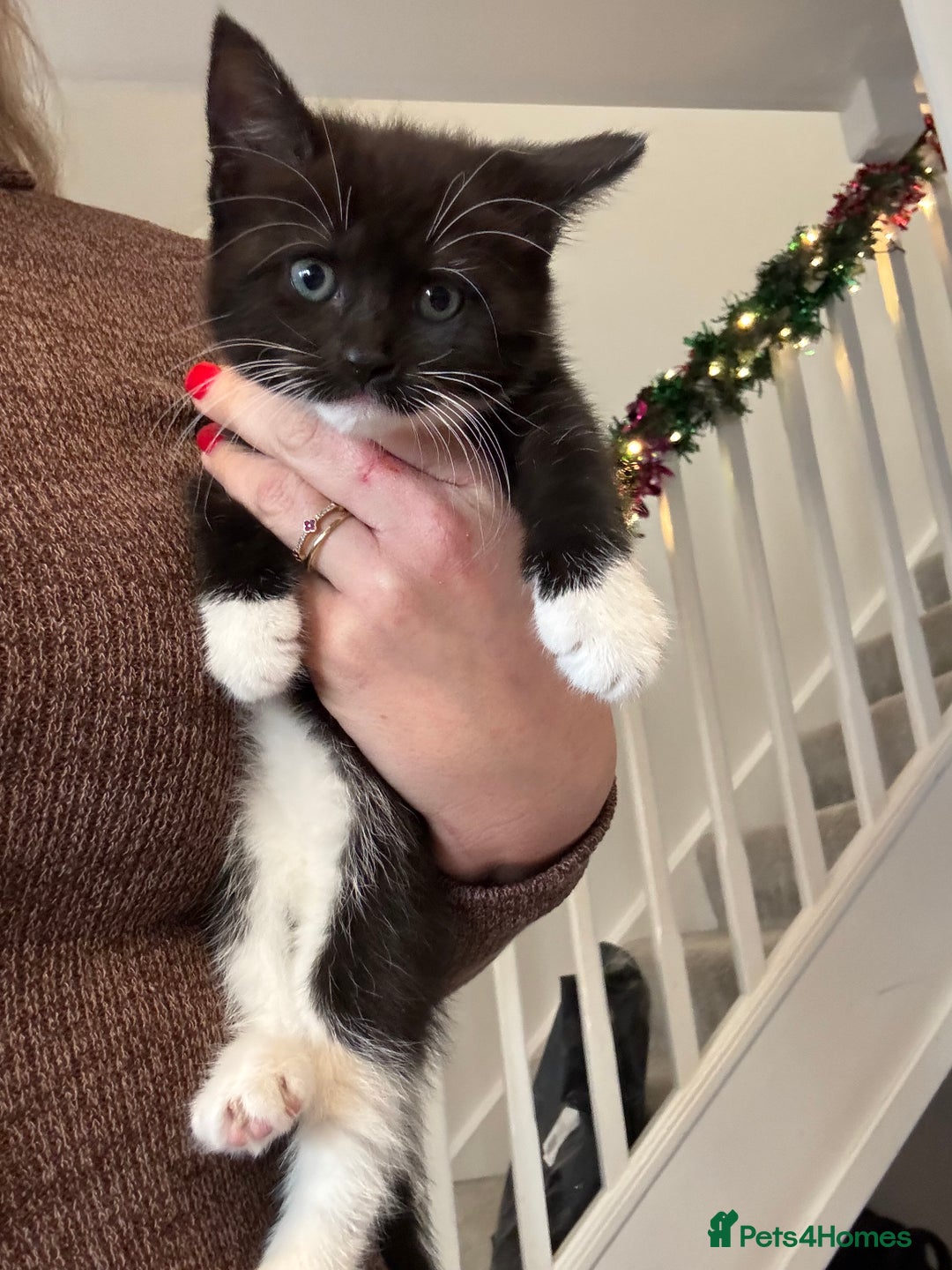 Mixed Breed cats for sale: Ready today  * EVE Beautiful black and white girl  - Advert 4